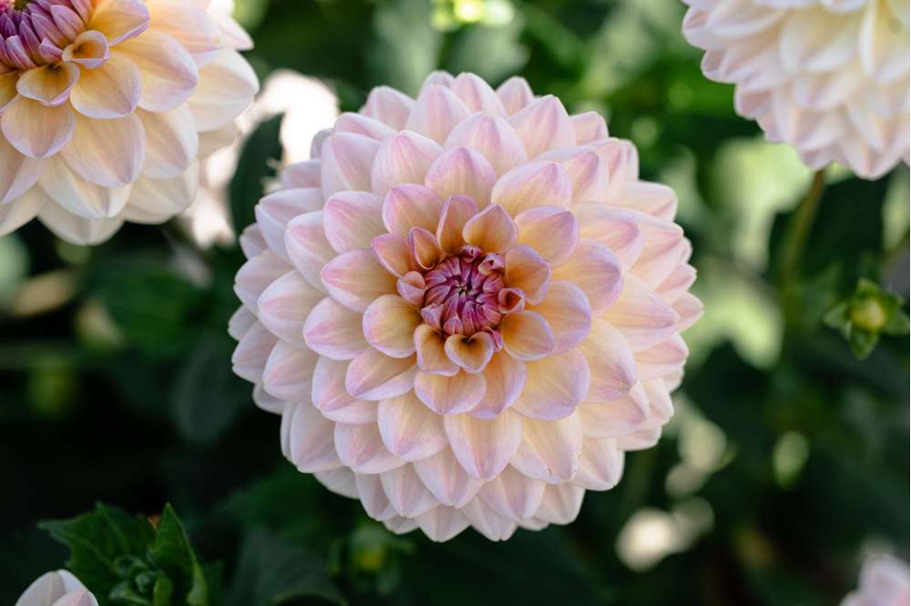 Dahlia 'Maya'
